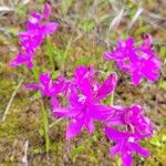 Calopogon tuberosus Flor
