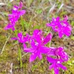 Calopogon tuberosus Blomma