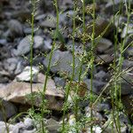Scrophularia lucida Habit