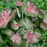 Caladium humboldtii List