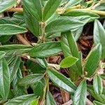 Cotoneaster salicifolius Leaf