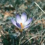 Crocus versicolor Blomst