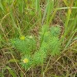 Euphorbia cyparissiasLeaf