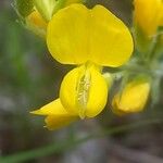 Genista sagittalis Flor