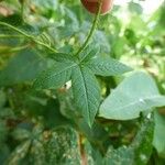 Distimake aegyptius पत्ता