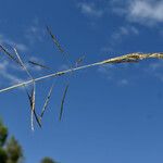 Bothriochloa bladhii Fruit