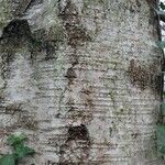 Betula populifolia বাকল