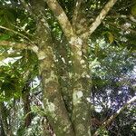 Ficus pancheriana Coajă
