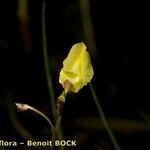 Utricularia minor Плод
