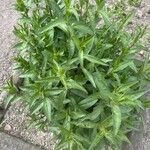 Buphthalmum salicifolium Hoja