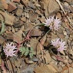 Allium crenulatum Flor