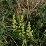 Reseda luteaFiore