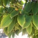 Carpinus japonica ഇല