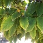 Carpinus japonica Leaf