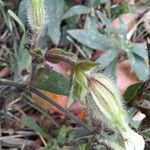 Silene latifoliaBlüte