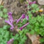 Corydalis pumila Flower