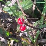 Dioscorea communis Fruit