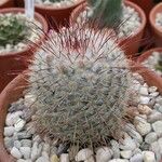 Mammillaria bombycina ᱛᱟᱦᱮᱸ