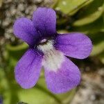 Pinguicula longifolia Flor