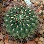 Gymnocalycium pflanzii 葉