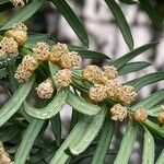 Taxus baccata Flower