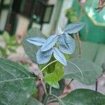 Ecbolium viride Flower