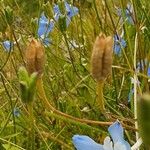 Delphinium leroyi Gyümölcs