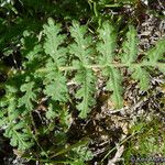 Phacelia distans Leht