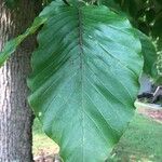 Magnolia acuminata Feuille