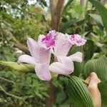 Sobralia rosea Flower