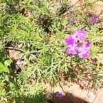 Verbena bipinnatifida Blad