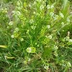 Lepidium virginicum Habit