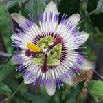 Passiflora caeruleaFloro