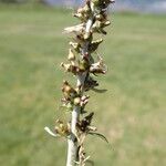 Gnaphalium americanum Flower