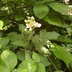 Rubus scaber Blad