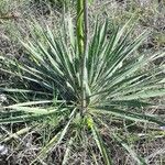 Yucca necopina Хабит