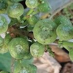 Ficus hispida Fruit