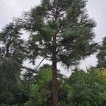 Cedrus atlanticaPokrój