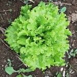 Lactuca sativa ഇല