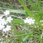 Gypsophila repens Fleur