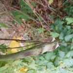 Wisteria frutescens Fruit