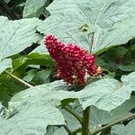 Oplopanax horridus Fruto