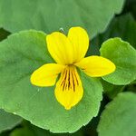 Viola biflora Blüte