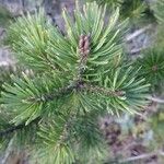 Pinus cembroides Feuille