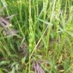 Aegilops cylindrica Fruchs