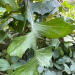 Lactuca biennis Leaf
