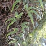 Gleichenella pectinata Hoja