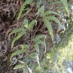 Gleichenella pectinata Leaf