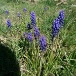 Muscari neglectumKwiat