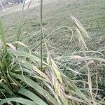 Bromus catharticus Feuille